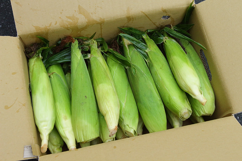 花蓮水果玉米，每箱25根【林記燒番麥】-花蓮玉米達人自種自銷 花蓮好好玩