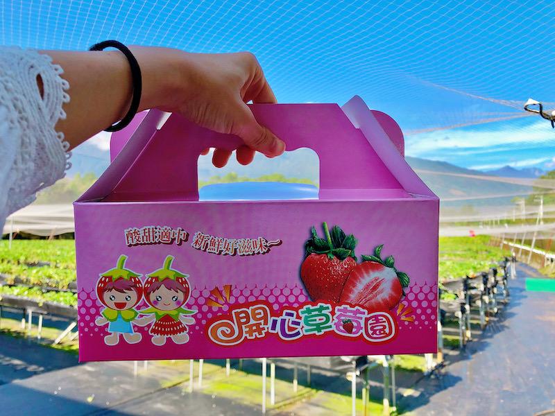 【鳳林好玩】開心草莓園｜季節限定！不踩泥站著就可以體驗採草莓趣 花蓮好好玩